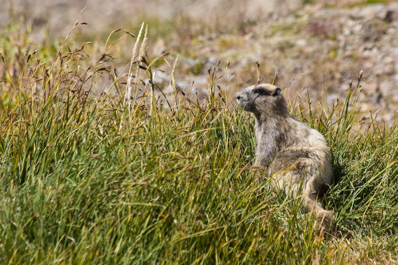 Olympic Marmot